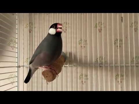 Young Java finches 2019 - Singing. Son, dad or granddad?