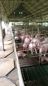 botas ang plastic mating mabigat | Mandado Rosas Jobert