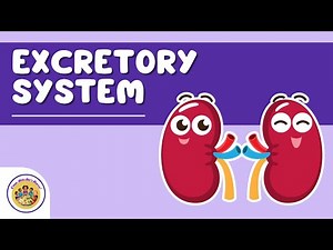What Is the Excretory System? 🚽🩺 | Fun Science for Kids | C'mon Kids Let's Learn SCIENCE !!!