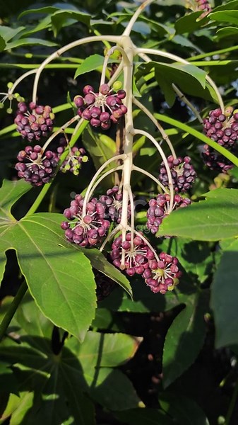 Fatsia Japonica Fruit