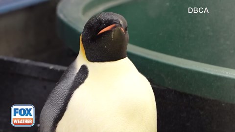 Watch: Emperor penguin waddles ashore in possible first for Australia
