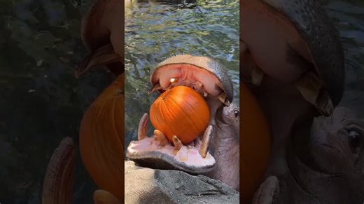Hippos go wild for pumpkin season with hilarious energy