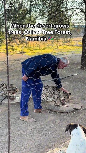Quiver Tree Forest, Namibia#travel #fyp #viraltiktok #animals #tre