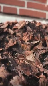 Explore the vibrant world of custom bobber builds and get inspired by the endless possibilities of personalization. 🎥 @sportster.garage #bobber #bobberindonesia #bobbermotorcycles #bobberbrothers | Bobber Brothers