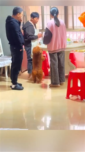 Xiao Bei is present at every meal #for #XiaoBei #family