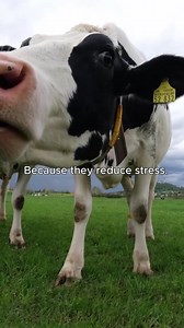 Dairy does more than taste great. It’s packed with vitamins and minerals that help deliver several health benefits. | Undeniably Dairy