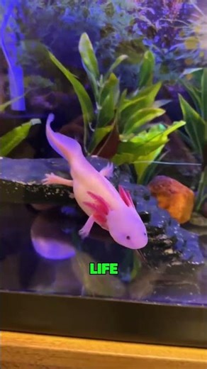 Real-Life Minecraft Axolotl is CUTEST?! 🦎✨ #axolotl #animals