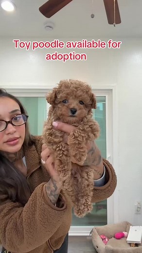 Adopt a Sweet Mini Teacup Puppy Today