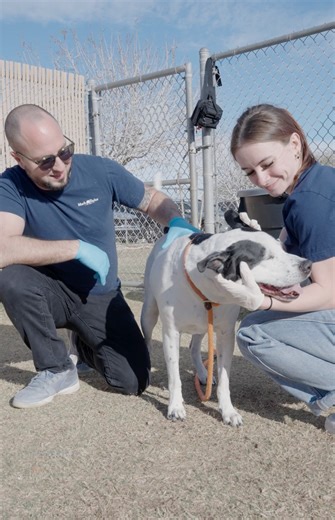 Our teams had a great time volunteering with Arizona Humane Society, working together to support these incredible dogs on their journey to new homes.  This is just one of the ways we’re making an impact through our iNSPIRE initiative. Learn more by clicking the link in our bio. #MarkTaylorMoments -->> bit.ly/MarkTaylorResidential | Mark-Taylor Residential | Facebook