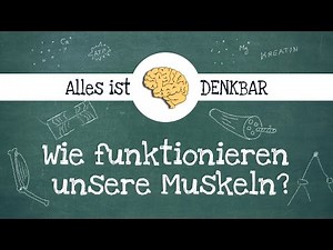 How does a muscle work?