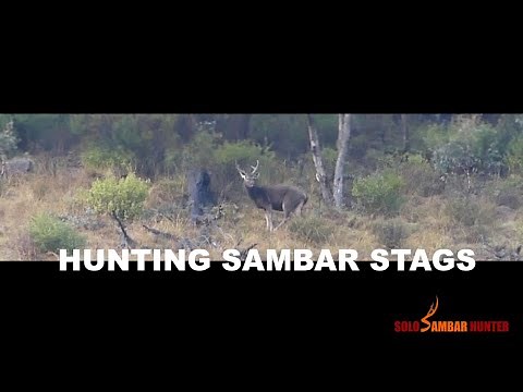 BOW HUNTING SAMBAR STAGS - EP09 - SOLO SAMBAR HUNTER - Hunting Sambar deer Australia.