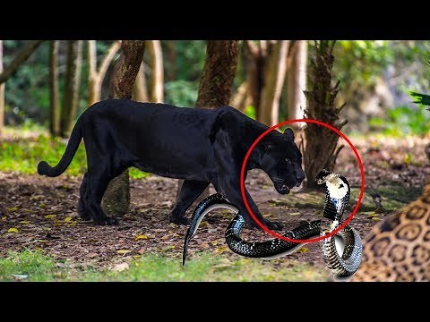 Black Panther VS Anaconda Snake Real Fight ►Wild Animals Videos ►Lion Bear Leopard Crocodile Hippo