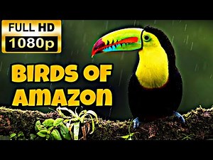 Wild Animals of Amazon|| Amazon Rainforest Birds in Full HD