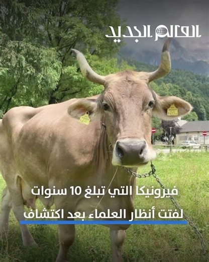 #البقرة_فيرونيكا تدهش العلماء بذكائها الاستثنائي