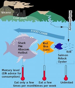Mercury in fish - Alchetron, The Free Social Encyclopedia