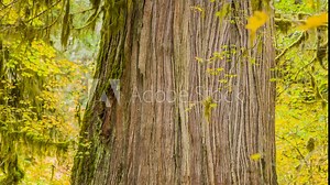 Pine forest. Bark of tree. Ferns and fir. Wild pine forest with green moss under the trees. Green Forest. Stock Video