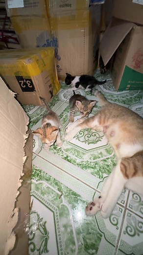 Đặt tên cho mèo con: gợi ý tên hay cho mèo đực và mèo cái