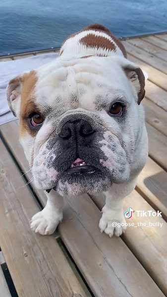 All geared up to swim, just missing one thing… my life jacket! 🛟🐶💦 #BulldogStruggles #ReadyToSwim #sassydog #dogtok