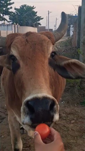 “रोज़ एक अच्छा काम | Feed the Cow #gaumata #trending #funny #cow #mahadev #yashomatimaiyasebolenandl