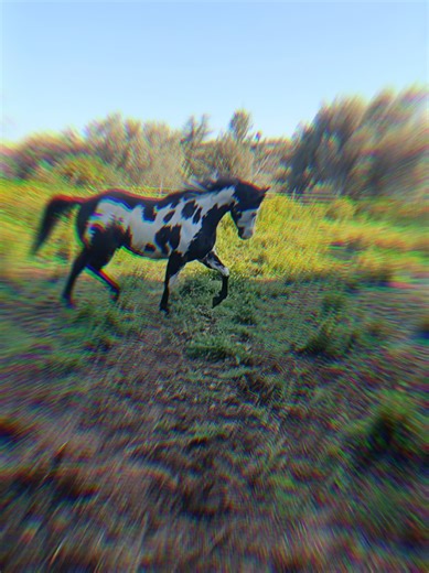 Black Overo Stallion: Tribute to Dreams
