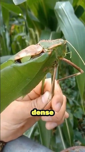 Giant Malaysian Katydid | The World MOST Unique Grasshopper