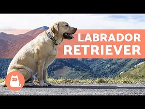LABRADOR RETRIEVER - EVERYTHING about this beautiful breed!