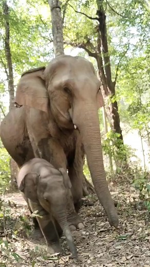 106K views · 6.9K reactions | Little Luna bravely leads the way...