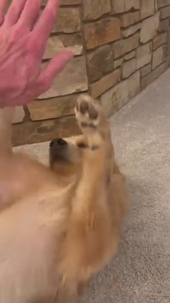 4.2K views · 1.4K reactions | Glenny and I are high-fiving each other. I really love this game. For some reason, it’s hilarious every time. Glenny is getting better at this game. I am teaching him how to do it! I hope you think we look cute playing pattycake! Please come and play pattycake with me some time. I would like that. I love you with all my heart! Love always, MM3 I love you for infinity! | Mayor Max | Facebook