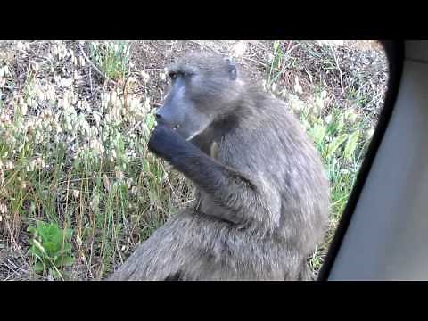 Baboons in Cape Town - "The Mating Process"