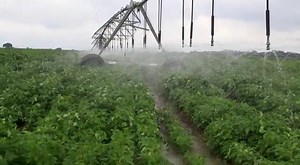 SOYA BEANS UNDER IRRIGATION. | Zambia Correctional Service