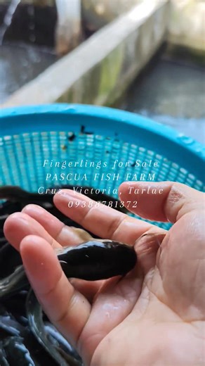 HOW TO GROW CATFISH IN CONCRETE POND 1. Pond preparation 🔸Cure the pond: Clean the pond thoroughly, fill it with water, and let it sit for 7-10 days to cure. Drain and refill before adding fish to remove any excess cement dust. 🔸Consider plumbing: If adding plumbing, allow any glues to cure and ventilate the pond with sunlight and water circulation to remove harmful residues before stocking. 🔸Ensure proper water depth: Aim for a water depth of at least 1 meter, gradually increasing to 1.5 met