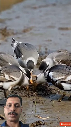 Amazing Birds Building Mud Nest 🐦 Nature’s Hard Work You Won’t Believe! Watch these incredible birds