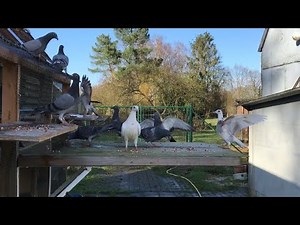 Belgian Racing Pigeons : 2020 Young Pigeons Outside For The First Time !!!