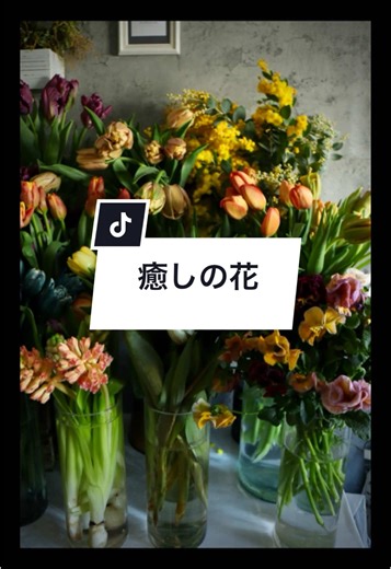 癒しの花とチューリップ祭の魅力