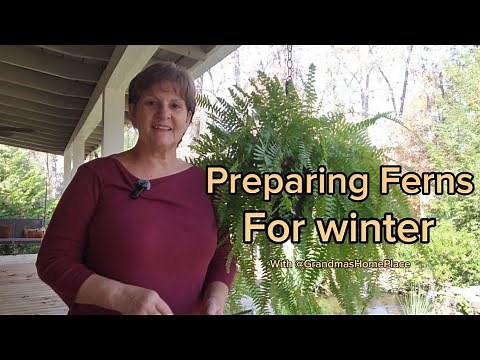 Preparing ferns for winter to be stored in an unheated garage.