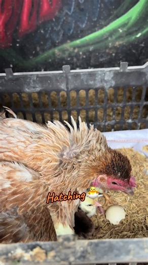 Winter Hatching Tips for Birds at Purest Farm