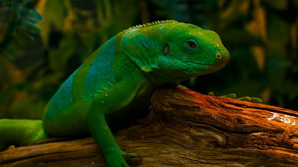 Unscripted Wilderness – Real and Authentic 4K Moments