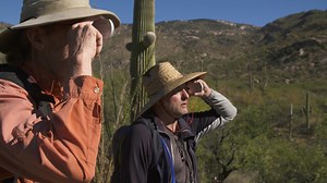 The saguaro cactus is a beloved and celebrated symbol of the Sonoran desert - It also happens to be a protected species, one that is now being counted as part of the saguaro census 2020. Every 10 years, park rangers, conservationists and volunteers gather in Saguaro National Park to undertake the count. | Arizona Illustrated
