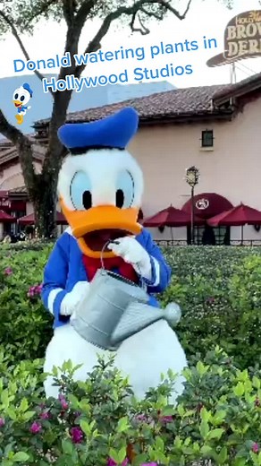 This was the cutest thing to watch 😍 #Disney #DisneyVideo #FYP #ForYouPage #DisTok #Viral #DonaldDuck #DisneyPark #cute #DisneyWorld #DisneyTip