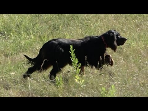 HUNTING WITH THE GORDON SETTER