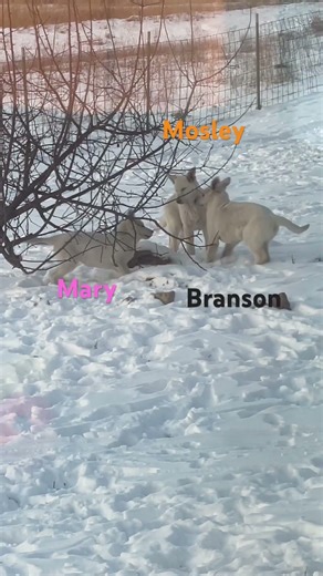 17 week old AKC white German shepherd puppies playing in the snow