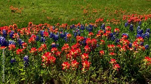 Each Spring Texas Highways, and rural roads explode with the colors of spring, as Texas Bluebonnets and Indian Paintbrush blooms blanket the landscape. Segment 1 of 4, Slow Motion and up to 4K 30fps