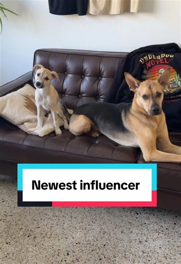 Underdog Motel adoption help — how to support rescued dogs