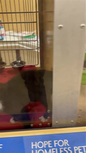 Gee, I’d really like to adopt a kitten today, but it’s a holiday. Well, lucky for you Petsmart is open today until 6pm and we just stocked up on kittens! All of these kittens are available now at the Everyday Adoption Center inside Petsmart in Brannon Crossing. You can apply, visit with them, make your selection, and take them home with you! All adoptions must be initiated no later than 1 hour before store closing. Adoptions include a Petsmart coupon book with savings worth $350! | Halfway Home