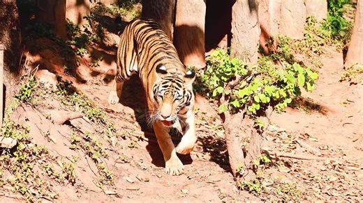 Tiger in a Zoo Enclosure | Premium Stock Video Footage