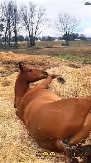 3.8K views · 109 reactions | Tack up my pony with me for a chilly autumn ride ☕️ | Horse Lover | Facebook