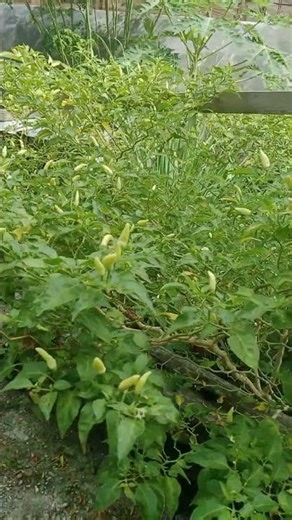 cabe rawit🤤🤤🤤