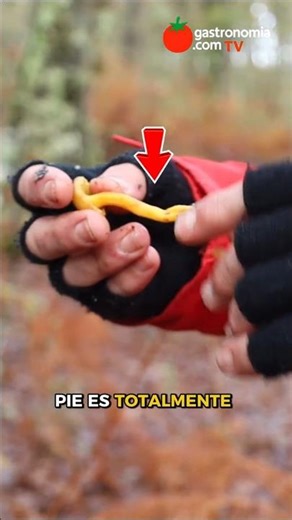 Así es la angula de monte (Craterellus tubaeformis) en su hábitat