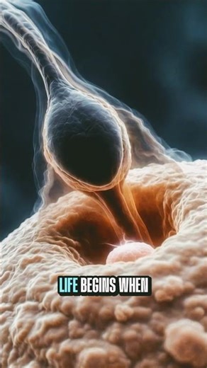 How Pregnancy Begins