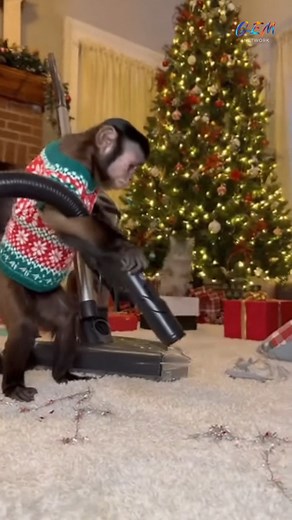I’m wheezing—this cat is unintentionally hilarious 😂💨 #christmas #Cutecat #Funny #CrazyCatMoments #CatMeme | NextGen Visuals Sr